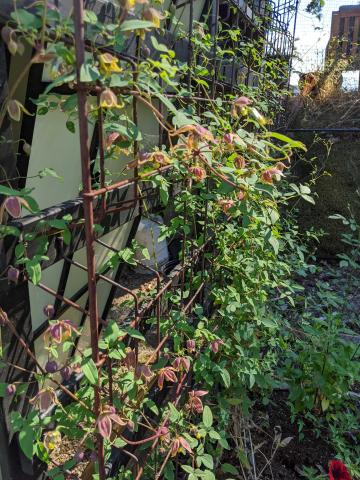 small clematis vining up a repuposed wood and metal bedframe