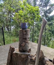 A coffee cup since on top of a round of firewood. In the foreground, an axe-handle. In the background, a young arbutus tree is green and vigorous. Their perspective makes it appear to sprout from the mouth of the cup on the log..